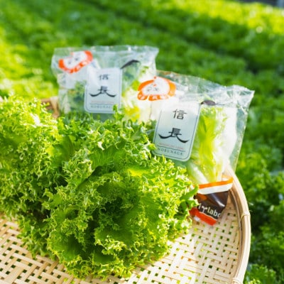美濃国やさいセット(信長レタス16袋・光秀レタス6袋)【配送不可地域：離島】