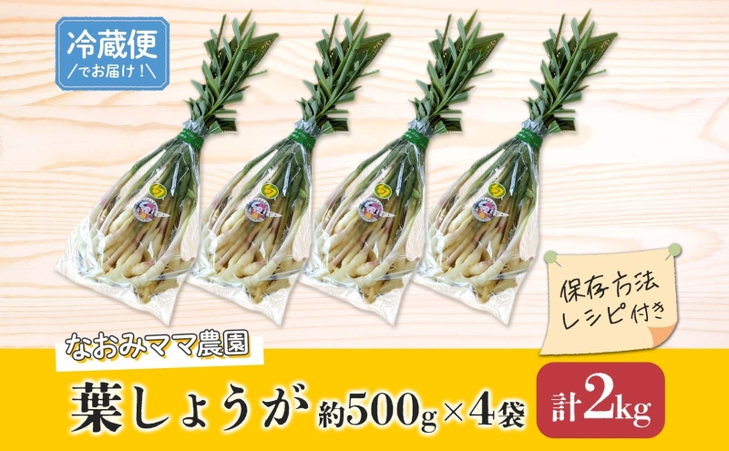 葉しょうが 約2kg なおみママ農園 安八町 野菜