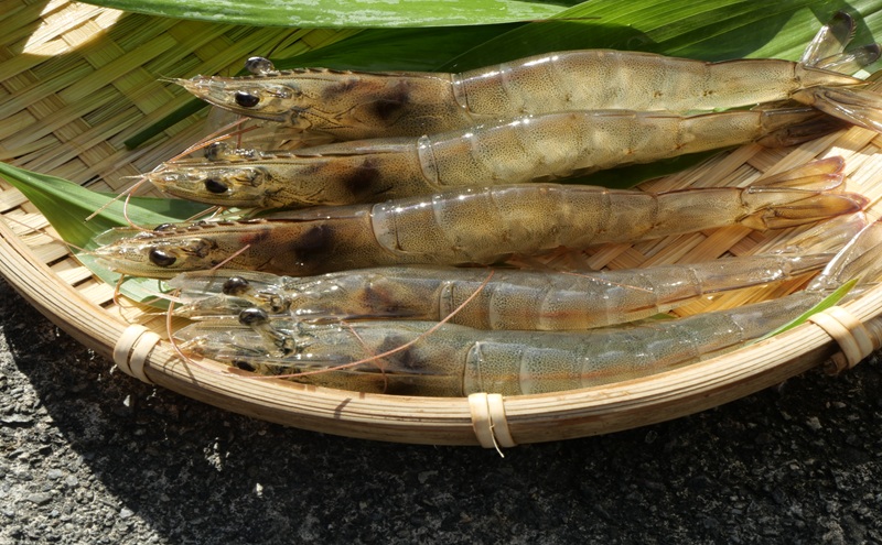 岐阜県池田町産 金華海老 250g×4パック 計1kg 海老 エビ えび 【配送不可：離島】