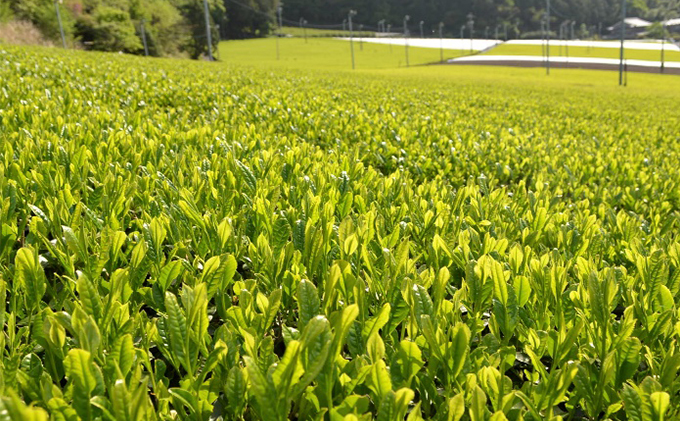 美濃いび茶(抹茶入り）500ml　1ケース24本入