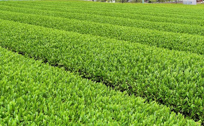 美濃いび茶(抹茶入り）500ml　1ケース24本入