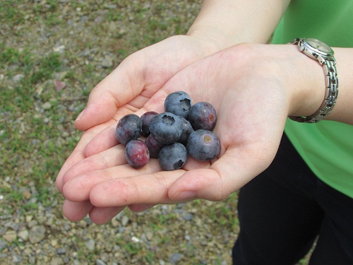 ブルーベリー狩りと60分食べ放題（お土産付き）