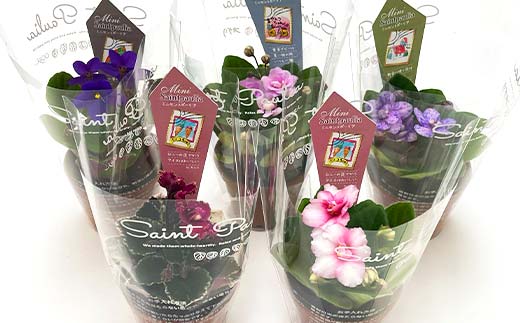 お部屋で楽しむセントポーリア5鉢セット（定期便3回 2026年1月スタート） 花 はな 栽培 インテリア 岐阜県 坂祝町 さかほぎ F6M-300