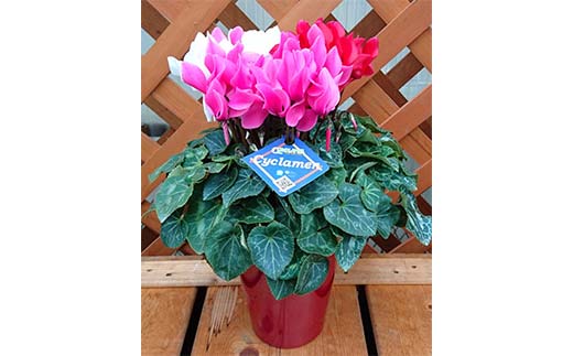 予約販売 シクラメン 3色咲き 5号鉢 花 お花 ガーデンシクラメン 赤 白 ピンク ギフト フラワーギフト 鉢花 鉢植え ギフト プレゼント 贈答 小関園芸 OZ-Plants F6M-319