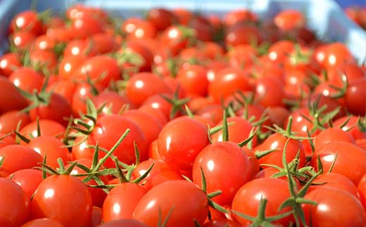 ほぎもん食事券(9,000円分）グルメ お食事券 チケット 商品券 ギフト プレゼント 坂祝町 岐阜県 F6M-146