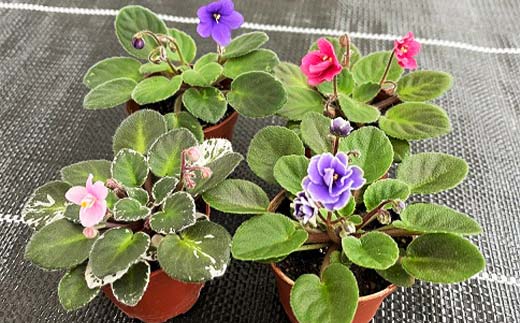 お部屋で楽しむセントポーリア5鉢セット（定期便3回 2026年1月スタート） 花 はな 栽培 インテリア 岐阜県 坂祝町 さかほぎ F6M-300