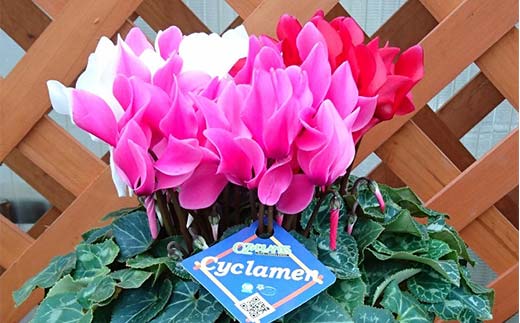 予約販売 シクラメン 3色咲き 5号鉢 花 お花 ガーデンシクラメン 赤 白 ピンク ギフト フラワーギフト 鉢花 鉢植え ギフト プレゼント 贈答 小関園芸 OZ-Plants F6M-319