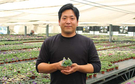 お部屋で楽しむセントポーリア5鉢セット（定期便3回 2026年1月スタート） 花 はな 栽培 インテリア 岐阜県 坂祝町 さかほぎ F6M-300