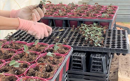 予約販売 シクラメン 3色咲き 5号鉢 花 お花 ガーデンシクラメン 赤 白 ピンク ギフト フラワーギフト 鉢花 鉢植え ギフト プレゼント 贈答 小関園芸 OZ-Plants F6M-319