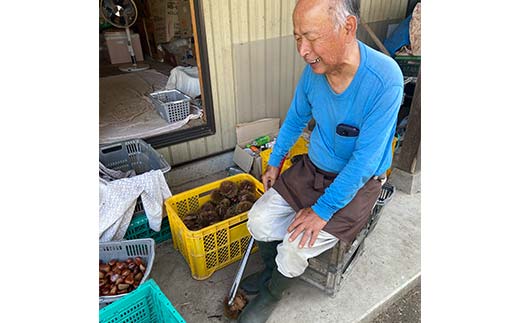 さかほぎ 小栗正幸さんちの大きな栗むし羊羹と普通の渋皮煮 栗 栗むし羊羹 羊羹 ようかん 栗ようかん 渋皮煮 スイーツ 和菓子 秋 F6M-141