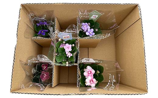 お部屋で楽しむセントポーリア5鉢セット（定期便3回 2026年1月スタート） 花 はな 栽培 インテリア 岐阜県 坂祝町 さかほぎ F6M-300