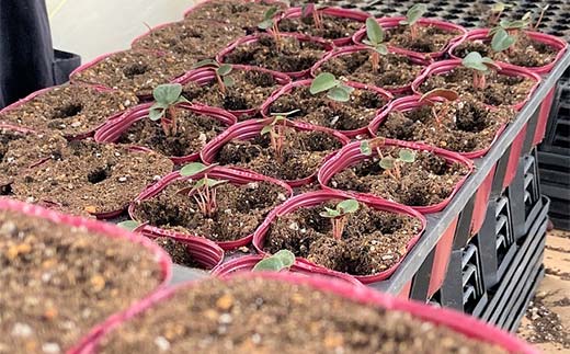 予約販売 シクラメン 3色咲き 5号鉢 花 お花 ガーデンシクラメン 赤 白 ピンク ギフト フラワーギフト 鉢花 鉢植え ギフト プレゼント 贈答 小関園芸 OZ-Plants F6M-319