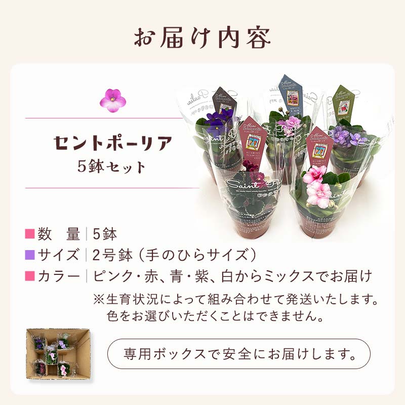お部屋で楽しむセントポーリア5鉢セット（予約販売 2026年3月・4月にお届け） 花 はな 栽培 インテリア 岐阜県 坂祝町 さかほぎ F6M-295