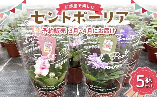お部屋で楽しむセントポーリア5鉢セット（予約販売 2026年3月・4月にお届け） 花 はな 栽培 インテリア 岐阜県 坂祝町 さかほぎ F6M-295