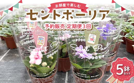 お部屋で楽しむセントポーリア5鉢セット（予約販売 定期便3回 2025年11月スタート） 花 はな 栽培 インテリア 岐阜県 坂祝町 さかほぎ F6M-296