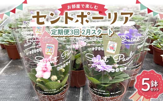 お部屋で楽しむセントポーリア5鉢セット（定期便3回 2026年2月スタート） 花 はな 栽培 インテリア 岐阜県 坂祝町 さかほぎ F6M-301