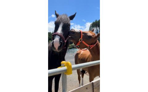 乗馬スクール 20分 4回 1名様 乗馬体験 馬 東海 岐阜県