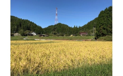 【令和7年度産米】八百津で採れたコシヒカリ！ 10kg