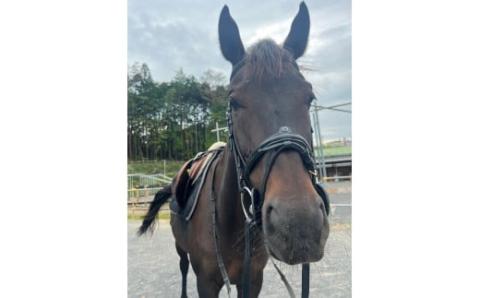 乗馬スクール 20分 4回 1名様 乗馬体験 馬 東海 岐阜県