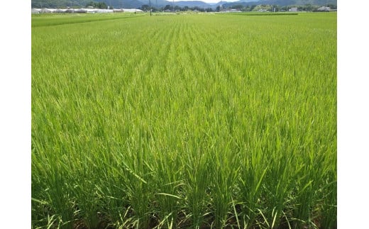 【令和7年産米】地元でも美味しいと評判！八百津町小川さんのコシヒカリ10Kg【すぐ発送】