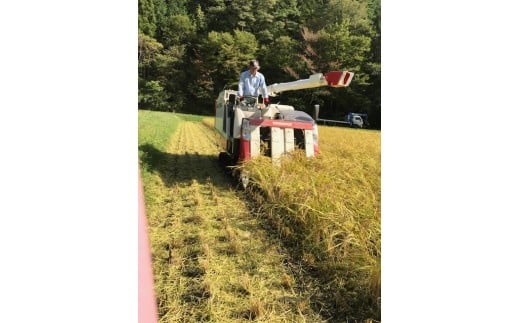 【令和7年度産米】八百津で採れたコシヒカリ！ 10kg