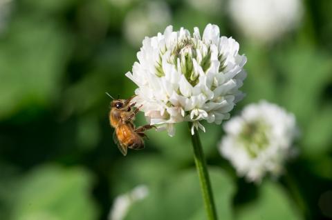 国産天然 非加熱はちみつ 150g 3本セット「春の百花」「6.18」「初夏の百花」