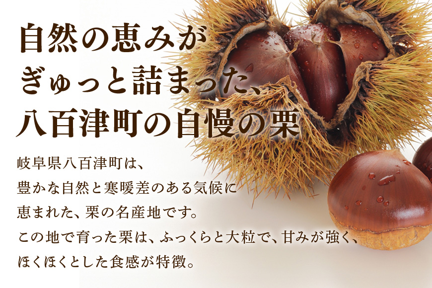 秋冬の銘菓『栗きんとん』6個入　栗金・和菓子・秋の味覚