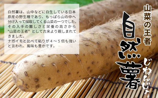 東白川村産 自然薯 1kg じねんじょ 岐阜県産 東白川村 長芋 新鮮 お取り寄せ 和食