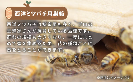 東白川村 西洋ミツバチ用飼育箱 西洋 ミツバチ 飼育 巣箱 養蜂 ハチミツ 蜂蜜 蜂 自由研究