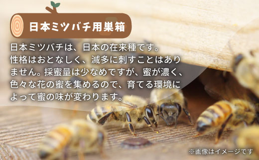 東白川村 日本ミツバチ用飼育箱 日本 ミツバチ 飼育 巣箱 蜂 蜂蜜 ハチミツ 養蜂 日本ミツバチ