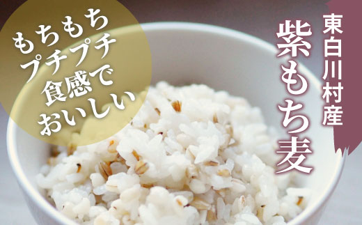 【令和7年度産】 東白川村産 紫もち麦 ダイシモチ 900g もち麦 麦 食物繊維 雑穀 雑穀米 食べきり お米 こめ 精米 ご飯 おためし 混ぜるだけ