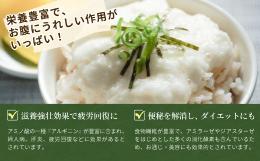 東白川村産 自然薯 1kg じねんじょ 岐阜県産 東白川村 長芋 新鮮 お取り寄せ 和食