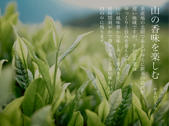 白川茶を贅沢に飲み比べ！ 白川茶 詰め合わせセット 3種 お茶 煎茶 緑茶 美濃白川茶 日本茶 茶葉 ティー 国産 岐阜県 東白川村 お茶セット 特産品 名産品 銘茶 お取り寄せ 産地直送 農薬不使用 本格 上品 厳選 人気 贈り物 ギフト 贈答 プレゼント 12000円