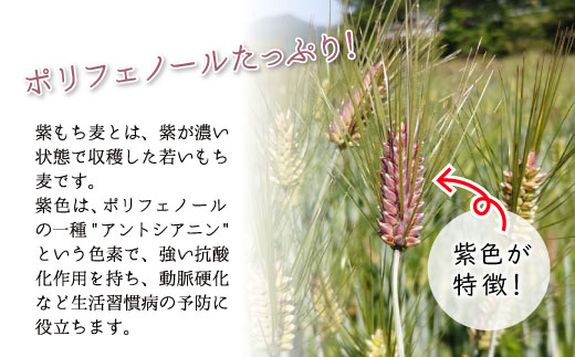 【令和7年度産】 東白川村産 紫もち麦 ダイシモチ 150g×2袋 300g もち麦 麦 食物繊維 雑穀 雑穀米 食べきり お米 こめ 精米 ご飯 おためし 混ぜるだけ