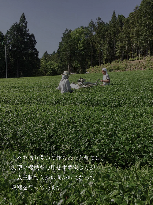 白川茶を贅沢に飲み比べ！ 白川茶 詰め合わせセット 3種 お茶 煎茶 緑茶 美濃白川茶 日本茶 茶葉 ティー 国産 岐阜県 東白川村 お茶セット 特産品 名産品 銘茶 お取り寄せ 産地直送 農薬不使用 本格 上品 厳選 人気 贈り物 ギフト 贈答 プレゼント 12000円