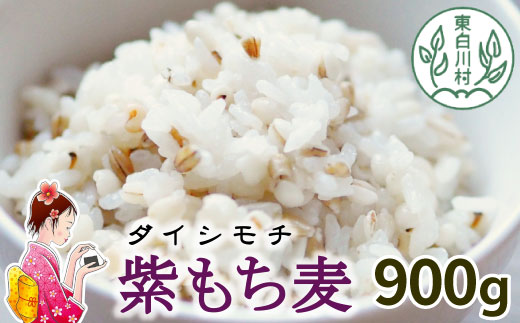 【令和7年度産】 東白川村産 紫もち麦 ダイシモチ 900g もち麦 麦 食物繊維 雑穀 雑穀米 食べきり お米 こめ 精米 ご飯 おためし 混ぜるだけ