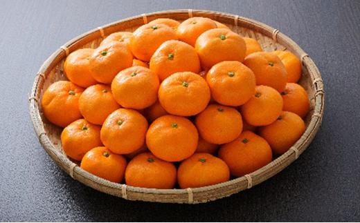 【2026年1月中旬より順次発送】甘さと酸味がマッチ　青島みかん3kg