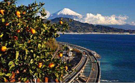 【2026年1月中旬より順次発送】甘さと酸味がマッチした清水のミカン（青島みかん）4.5kg【配送不可：離島】◆