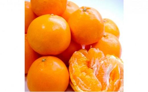 【2026年2月上旬より順次発送】静岡県清水生まれの美味しい柑橘「はるみ約2.5kg」【配送不可：離島】◆