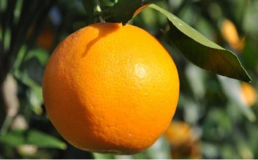 【2026年2月上旬より順次発送】プチ、サク、ジューシー！清水のはるみ 5kg 【配送不可：離島】◆