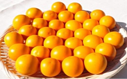 【2026年2月上旬より順次発送】極上に甘い金柑 清水のこん太【配送不可：離島】◆