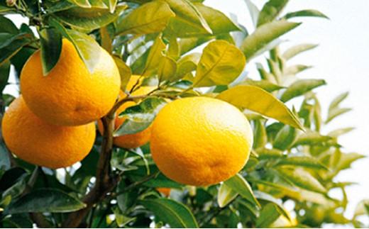 【2026年3月中旬より順次発送】駿河湾の太陽をサンサンと浴びたスルガエレガント！【配送不可：離島】◆