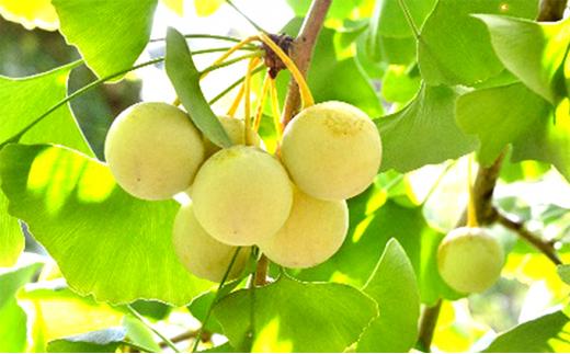 【2025年9月中旬より順次発送】真空パックで新鮮！しみずの銀杏300g　1袋★★