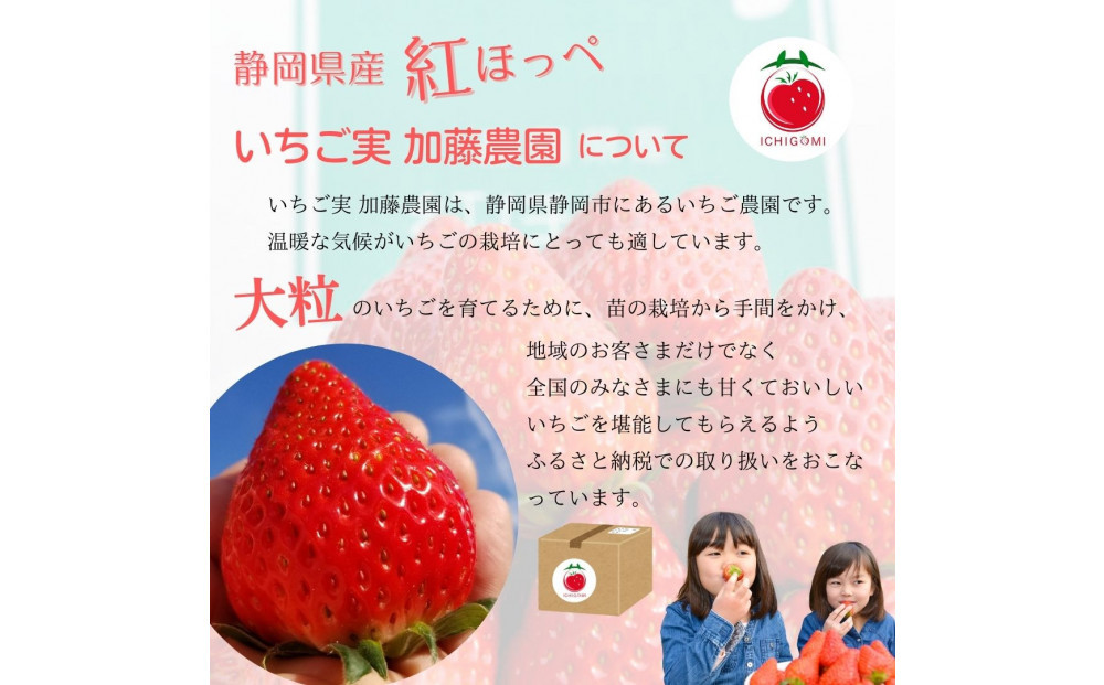 【年内お届け！！贈答用】 静岡県産いちご 紅ほっぺ 500g×2パック（1パック12～15粒） 冷蔵配送【配送不可：北海道・沖縄・離島】 苺 フルーツ◇