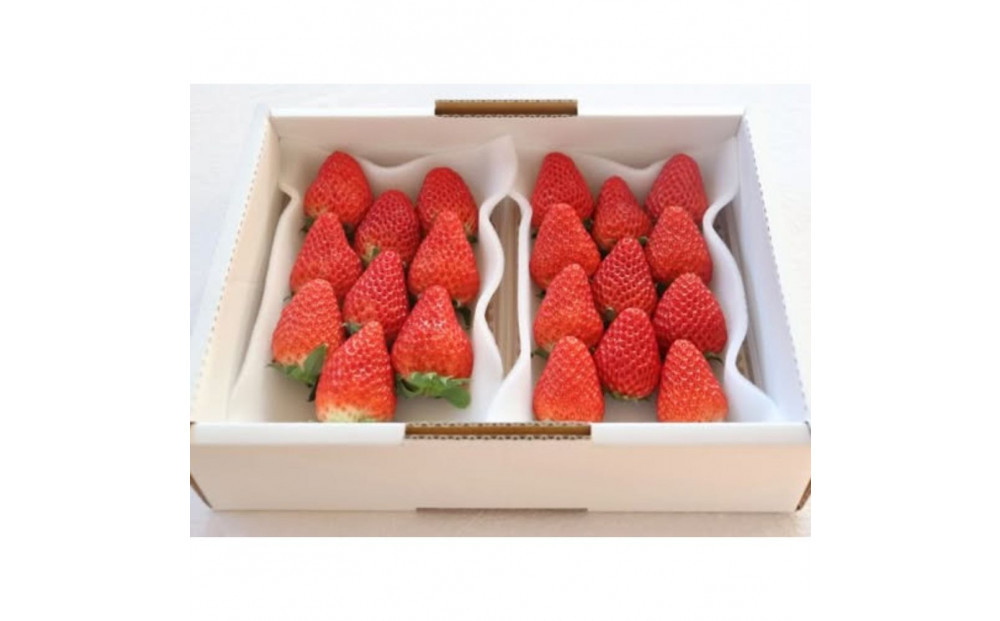 Sランク★静岡県産いちご 紅ほっぺ250ｇ×2パック(1パック約250ｇ 8～14粒）【北海道・沖縄・離島 配送不可】