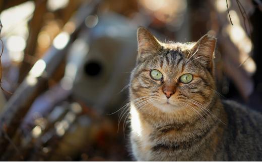 【さくらねこTNR活動支援 】静岡市産 静岡茶ティーバッグ 2g 12個入 × 5袋（計60ティーバッグ）◆