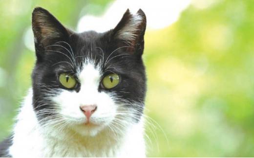 【さくらねこTNR活動支援 】静岡市産 和紅茶ティーバッグ 2g 12個入 × 5袋（計60ティーバッグ）◆