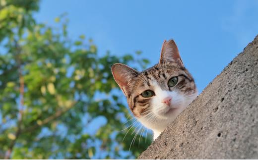 【さくらねこTNR活動支援 】静岡市産 ほうじ茶ティーバッグ 2g 12個入 × 5袋（計60ティーバッグ）◆