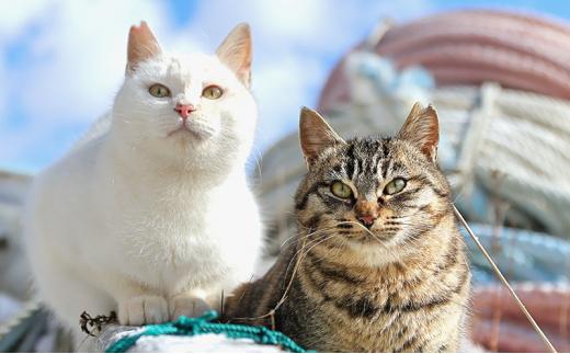 【さくらねこTNR活動支援 】静岡市産 抹茶入り水出し煎茶ティーバッグ 5g 10個入 × 4袋（計40ティーバッグ・約40リットル分）◆