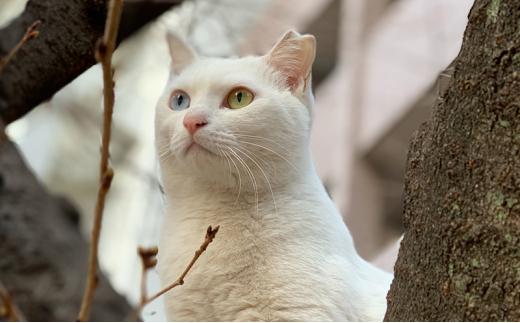 【さくらねこTNR活動支援 】静岡市産 本山茶ティーバッグ 2g 12個入 × 3袋（計36ティーバッグ）◆